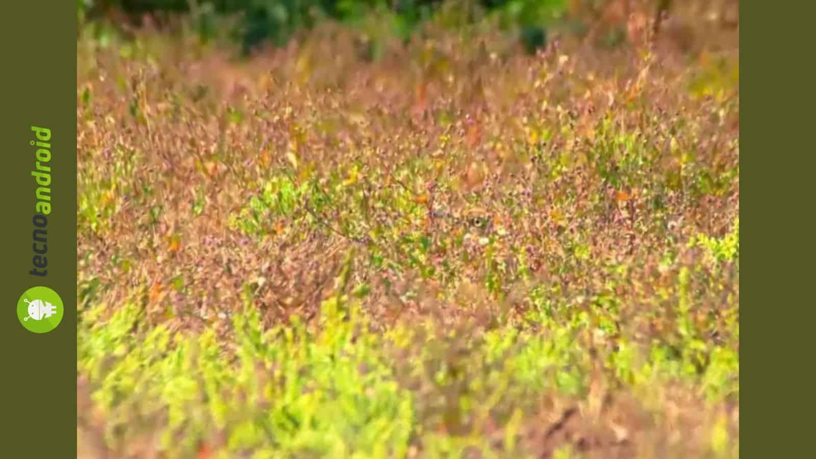 Questa illusione ottica ti farà impazzire: saprai risolverla?
