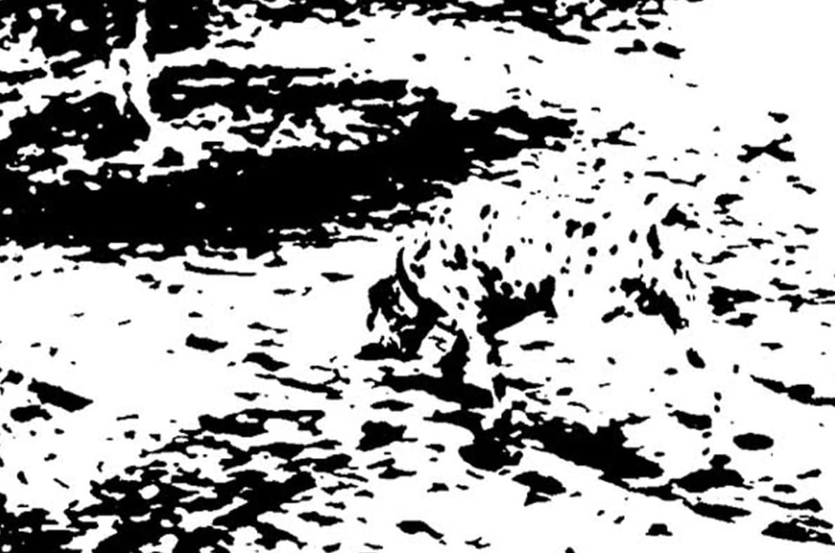 Illusione Ottica, quale animale vedete in questa immagine?