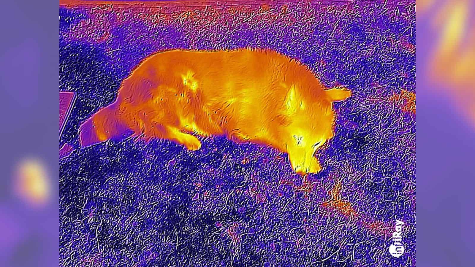 smartphone dogee V31 GT smartphone dogee V31 GT