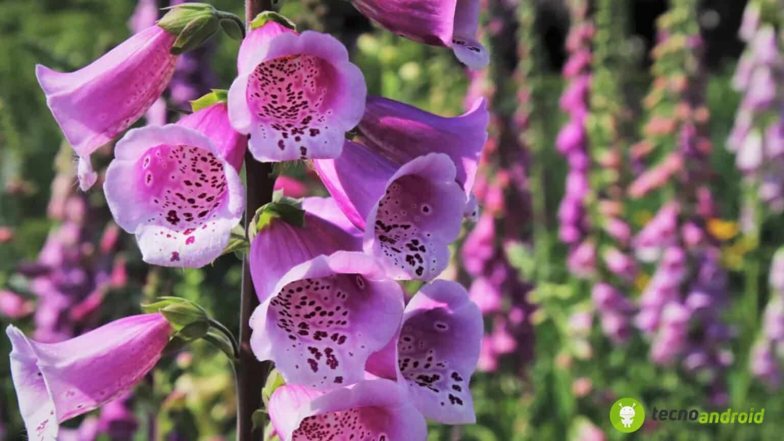 Attenzione al fiore che potrebbe uccidervi