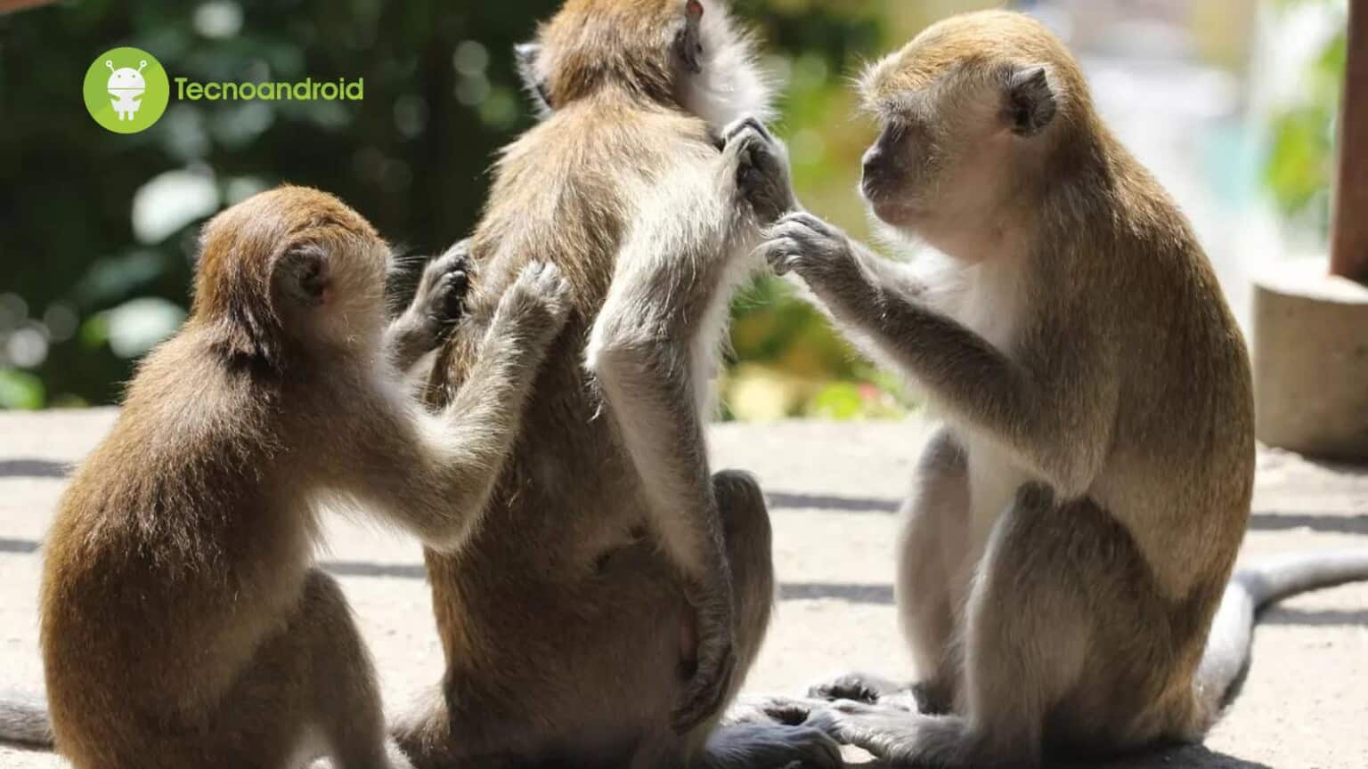 prurito