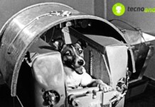 Laika primo cane inviato nello spazio