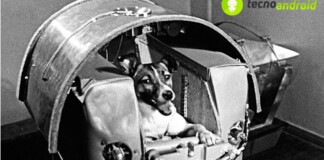 Laika primo cane inviato nello spazio