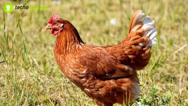 energia piume di pollo