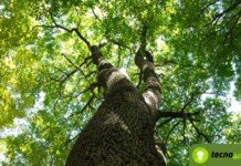 sensori alberi a milano per salute ed emissioni