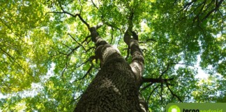 sensori alberi a milano per salute ed emissioni