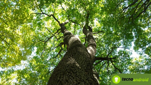 sensori alberi a milano per salute ed emissioni