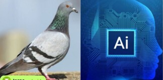 I piccioni usano l’apprendimento dell’intelligenza artificiale