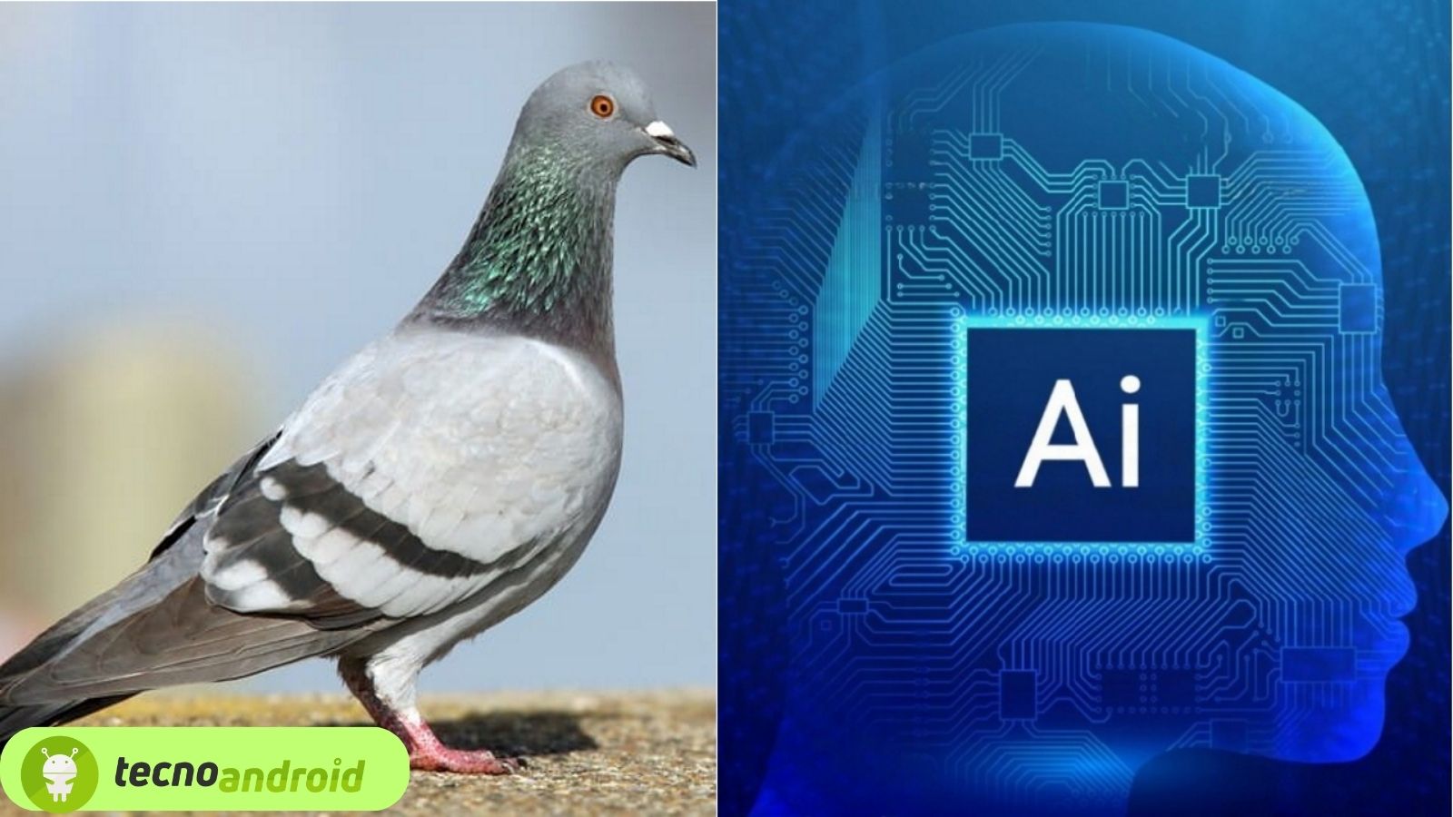 I piccioni usano l’apprendimento dell’intelligenza artificiale
