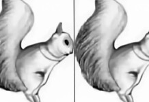 illusione ottica scoiattolo