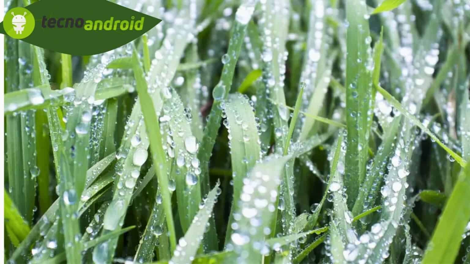 goccioline acqua piante