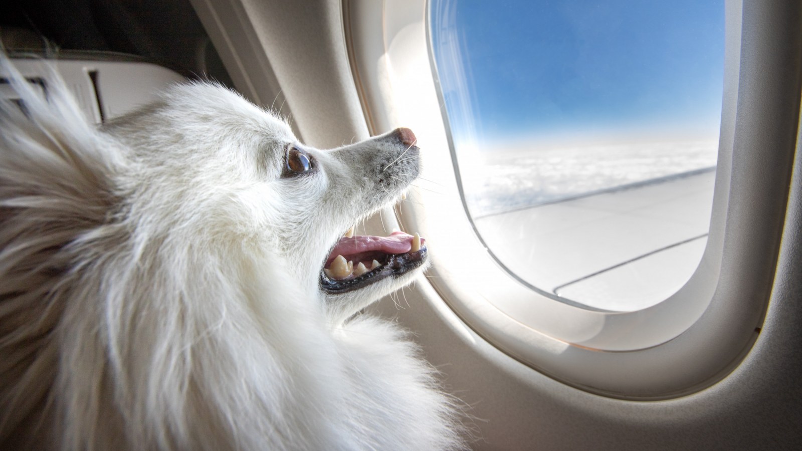 Il Pet Food in aereo rivoluziona i viaggi con gli animali, ora su Vueling