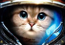 Un gatto l’cona del primo video dalla NASA