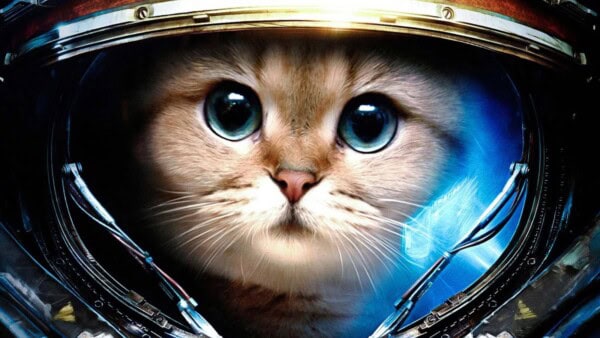 Un gatto l’cona del primo video dalla NASA