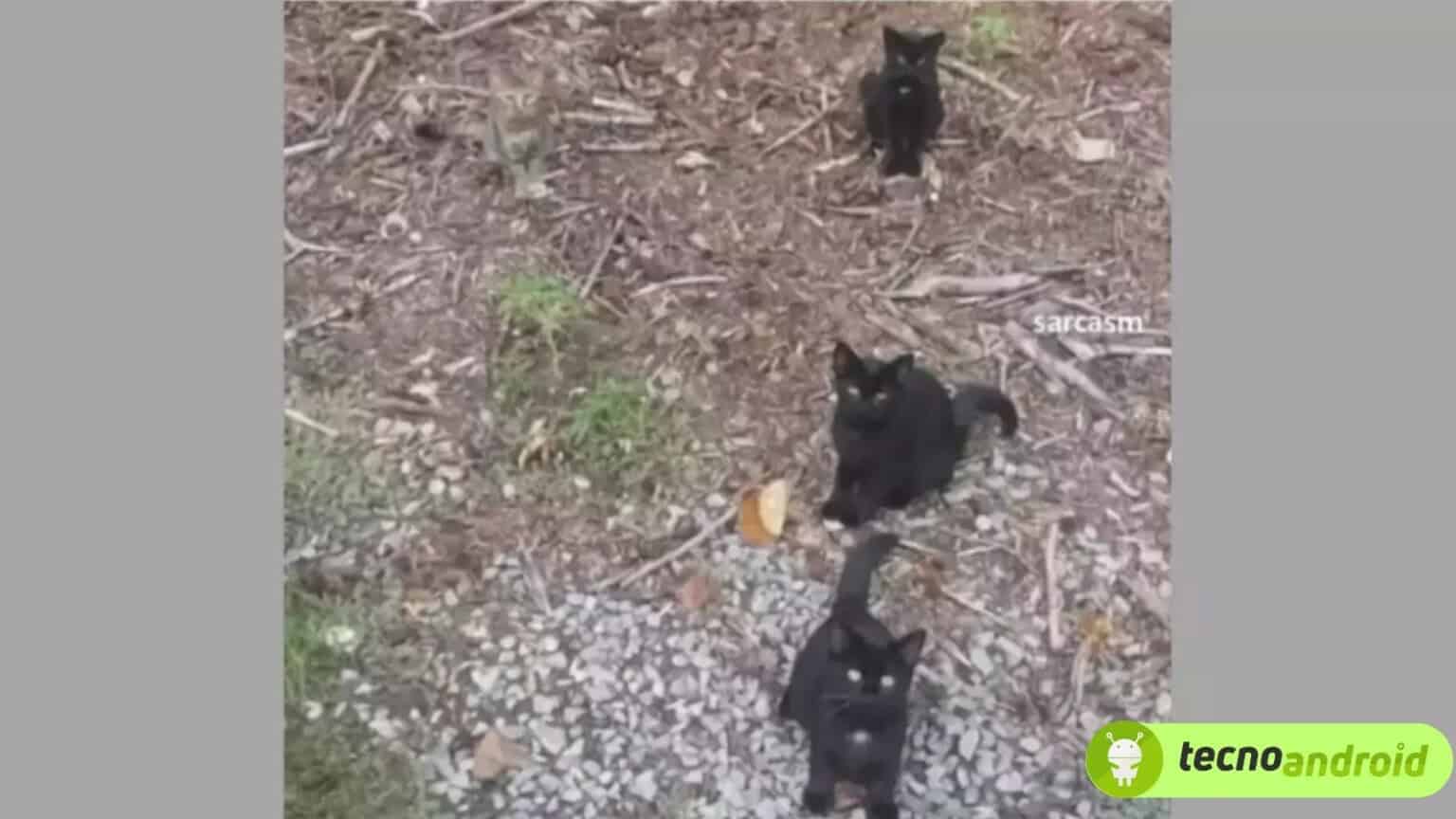 Quasi nessuno riesce a trovare il quarto gatto in questa illusione