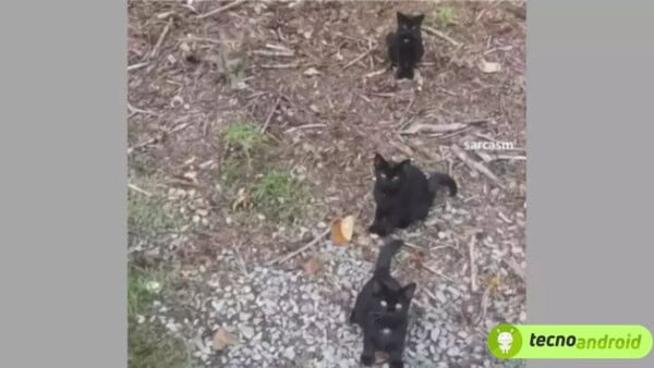 Quasi nessuno riesce a trovare il quarto gatto in questa illusione