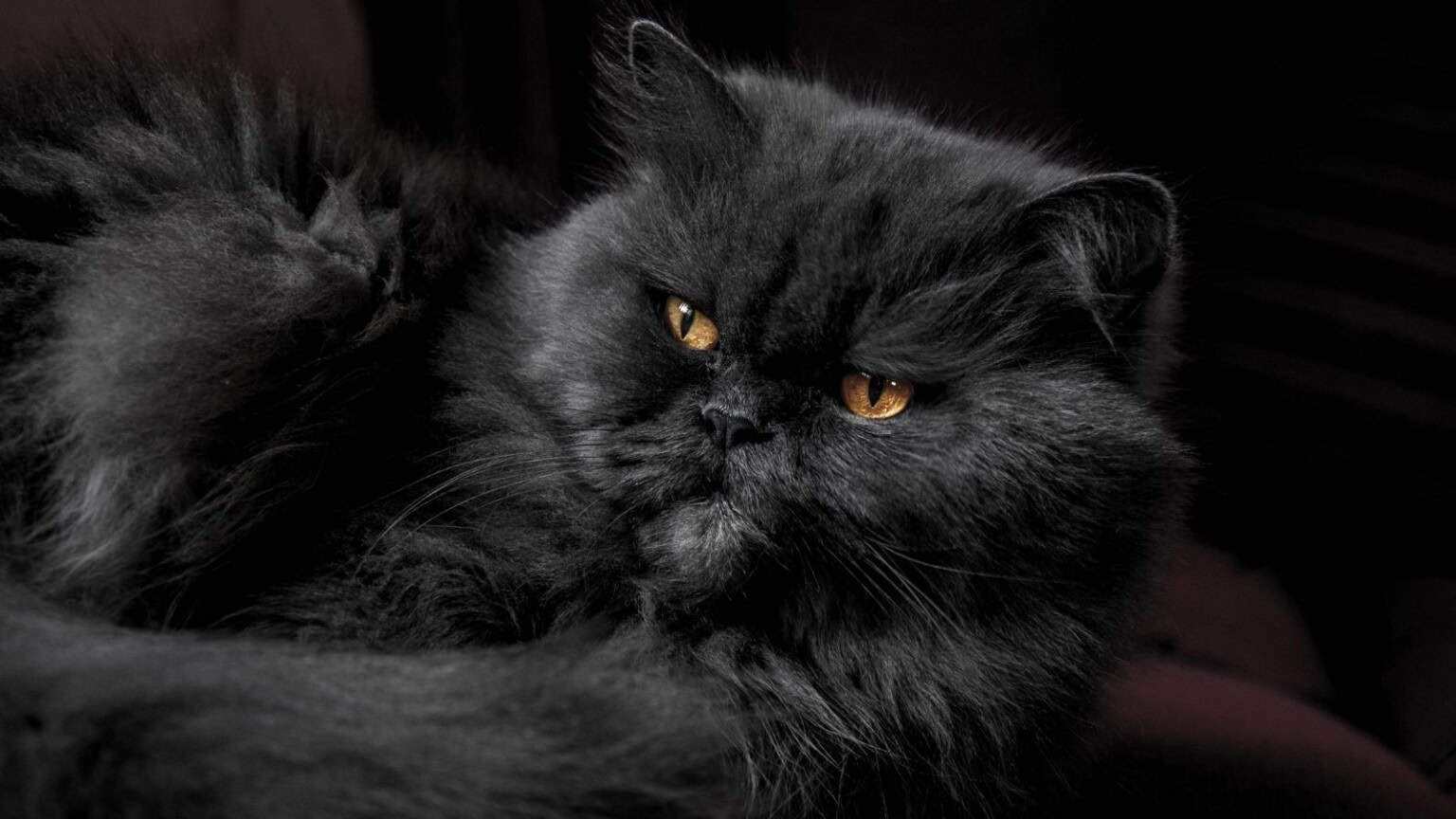 classico gatto domestico