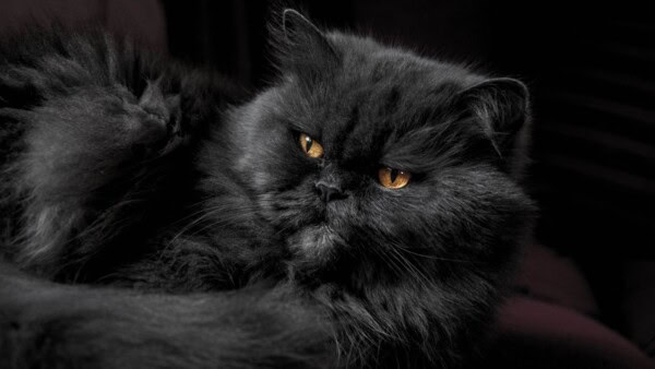 classico gatto domestico