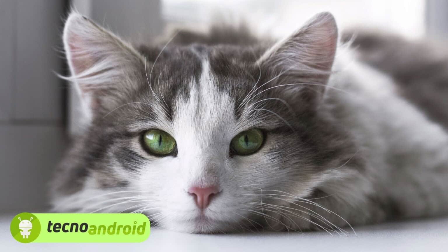 Una super-telecamera ci dice come vedono i colori gli animali