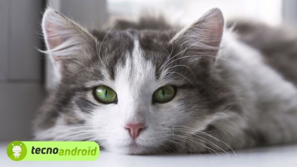 Una super-telecamera ci dice come vedono i colori gli animali