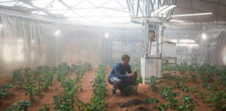 Scena tratta dal film "The Martian" che mostra una serra su Marte