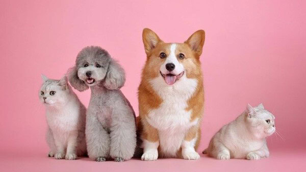 Prova i trucchi per fotografare il dinamismo e la personalità del tuo animale, immortalando i suoi momenti più giocosi.