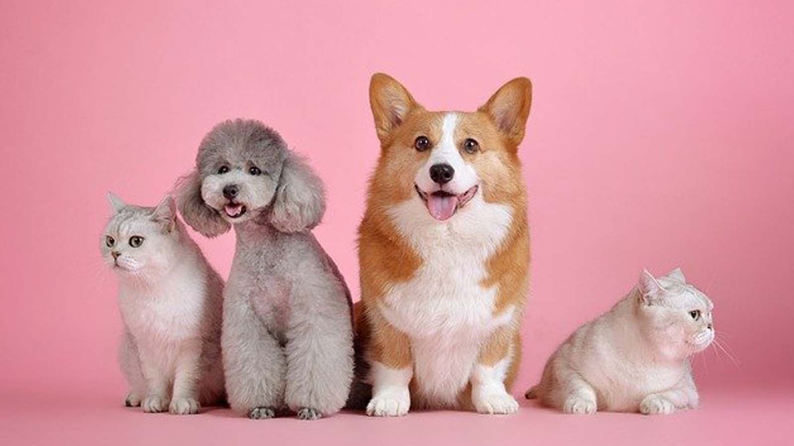 Scopri tecniche e trucchi per immortalare le espressioni uniche del tuo animale domestico.