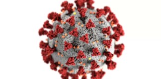 La scoperta del virus Paride e il suo ruolo unico nella lotta contro i batteri in stato di riposo