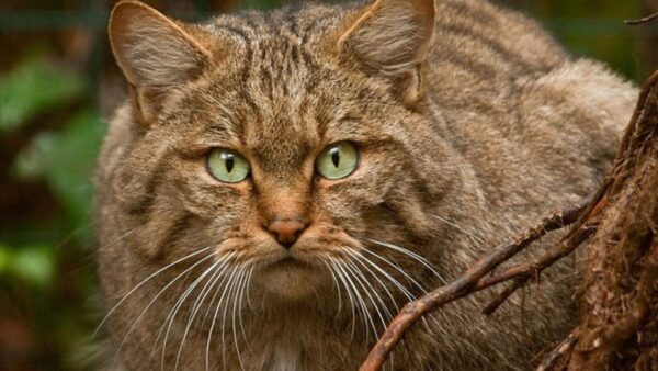 gatti