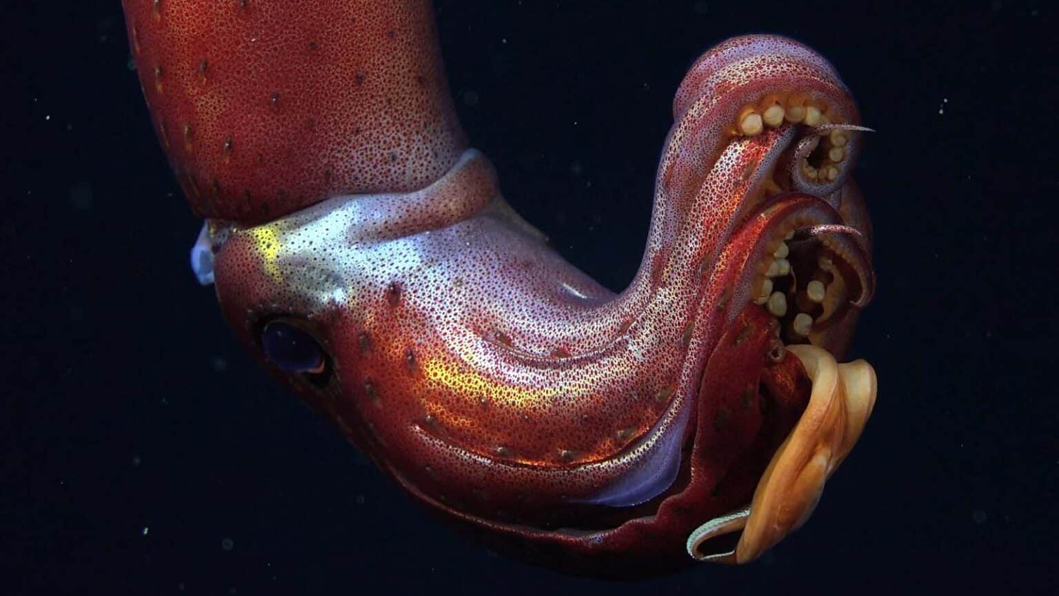 Un viaggio nelle profondità oceaniche alla ricerca di nuovi ecosistemi e specie marine