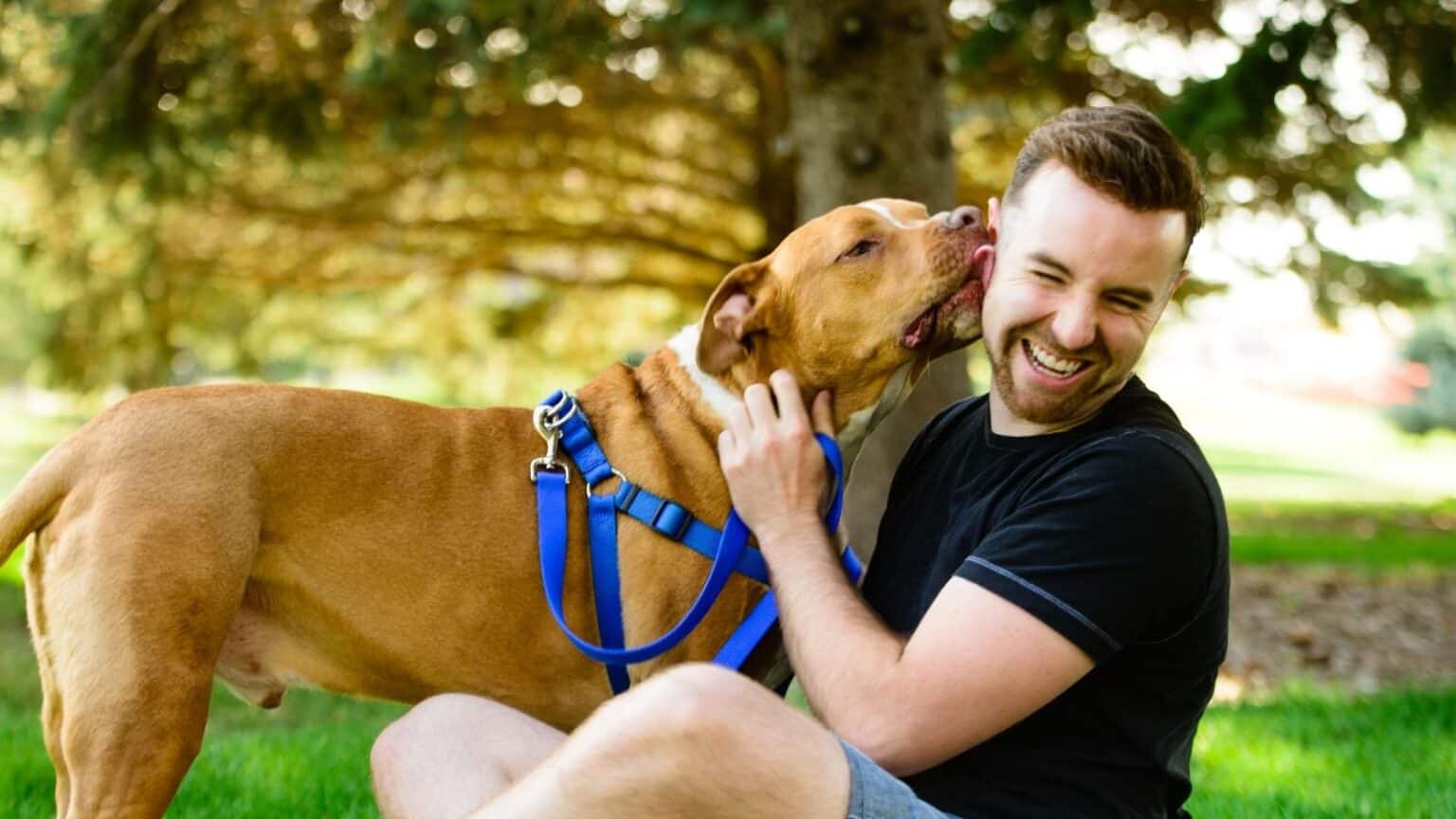Sfatiamo i pregiudizi: la verità sulle razze di cane considerate aggressive