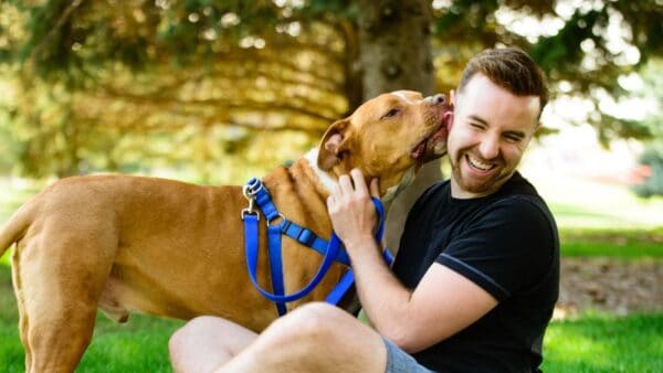 Sfatiamo i pregiudizi: la verità sulle razze di cane considerate aggressive