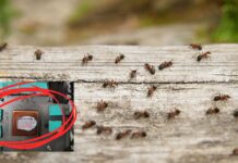Computer invasi dalle formiche: attenzione alla vostra GPU