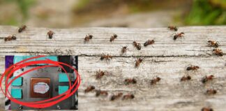 Computer invasi dalle formiche: attenzione alla vostra GPU