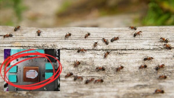 Computer invasi dalle formiche: attenzione alla vostra GPU