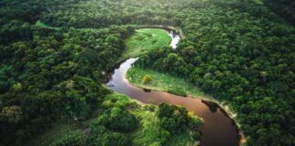 Foresta Amazzonica: studio prevede un Collasso Entro il 2050