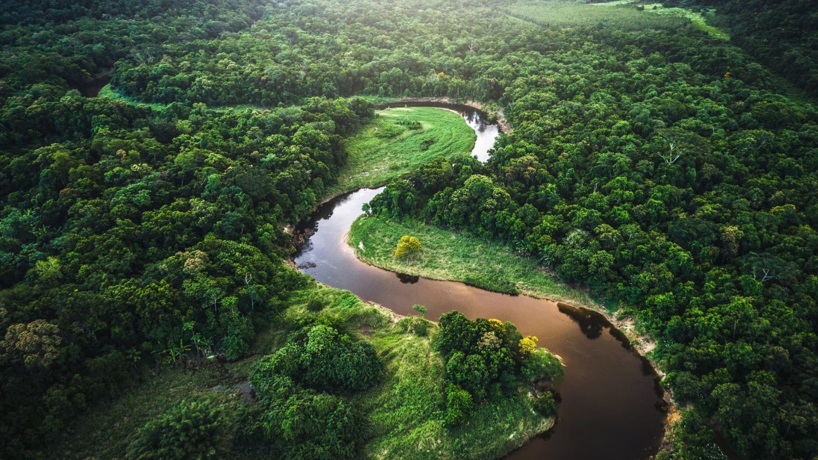 Foresta Amazzonica: studio prevede un Collasso Entro il 2050