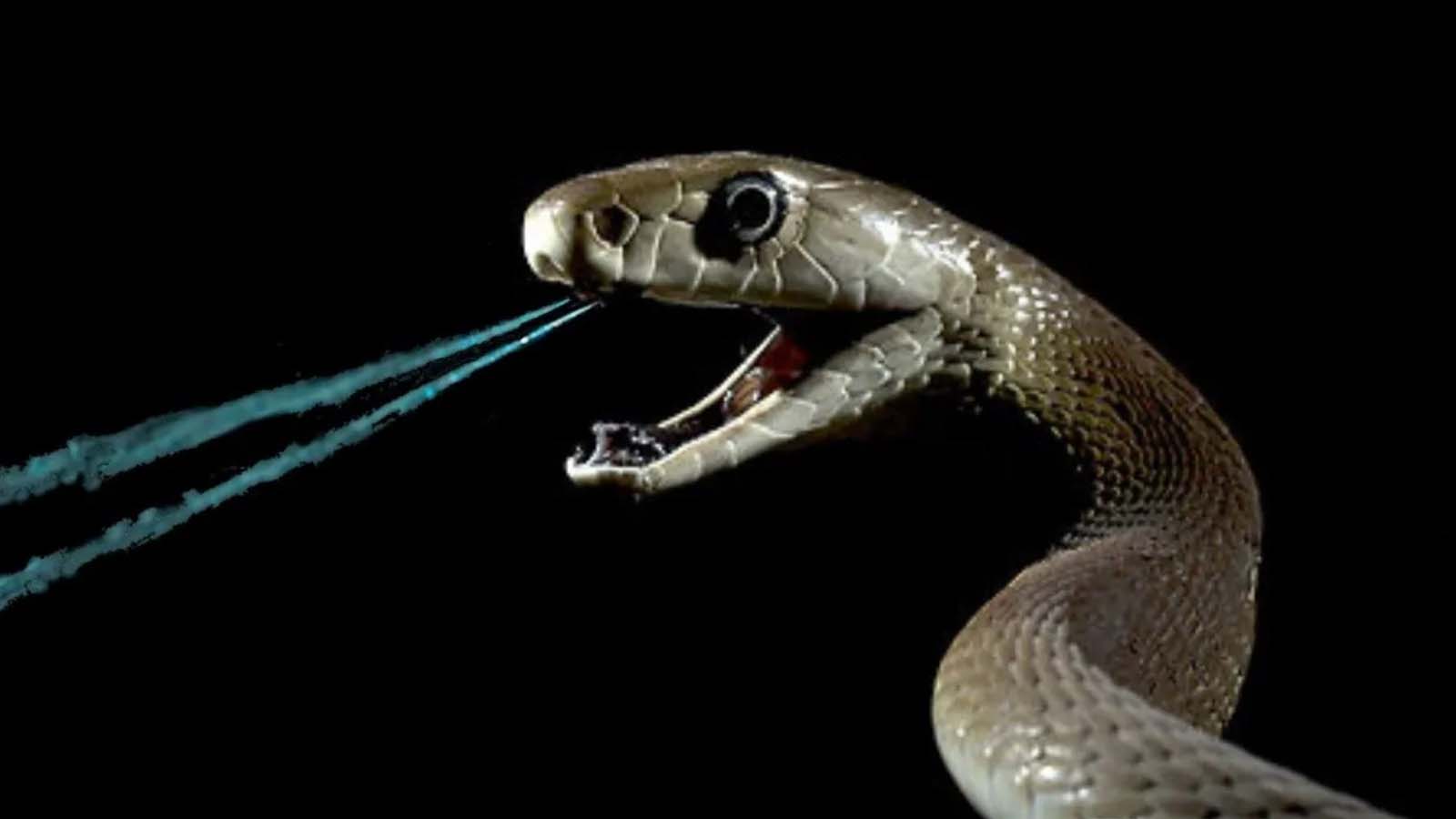 Le nuove frontiere nella protezione contro i morsi di serpente attraverso il potenziale di un vaccino multifunzionale