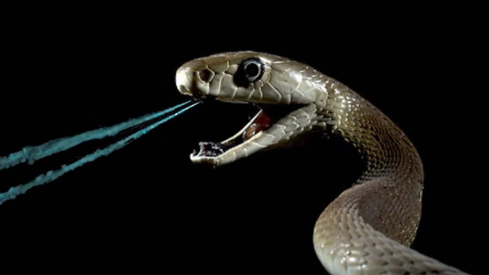 La ricerca scientifica sull’antidoto contro i morsi di serpente