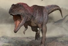 Le braccia corte dei T. Rex come testimoni di un passato lontano