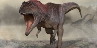 Le braccia corte dei T. Rex come testimoni di un passato lontano