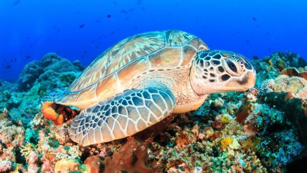 Gli organismi marini e terrestri si sono evoluti per adattarsi al punto ottimale di 20°C