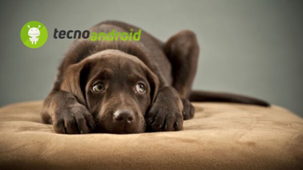 Olfatto Empatico, Gli Animali Decodificano le Emozioni Umane attraverso gli Odori