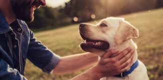 Cani: le capacità incredibili dei nostri amici a quattro zampe