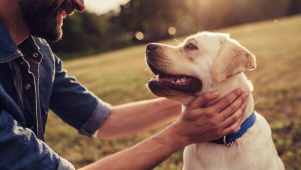 Cani: le capacità incredibili dei nostri amici a quattro zampe