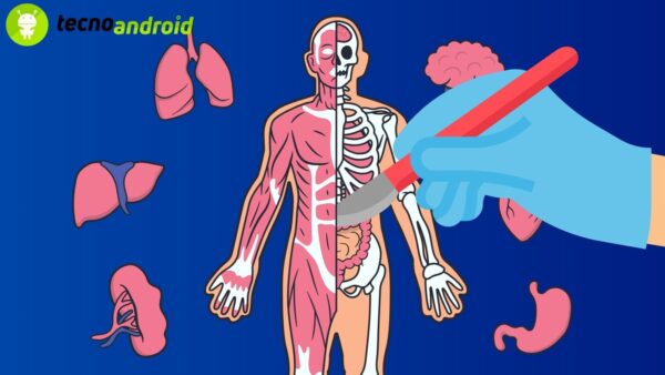 Medicina: riuscito trapianto di organi da animale all'uomo