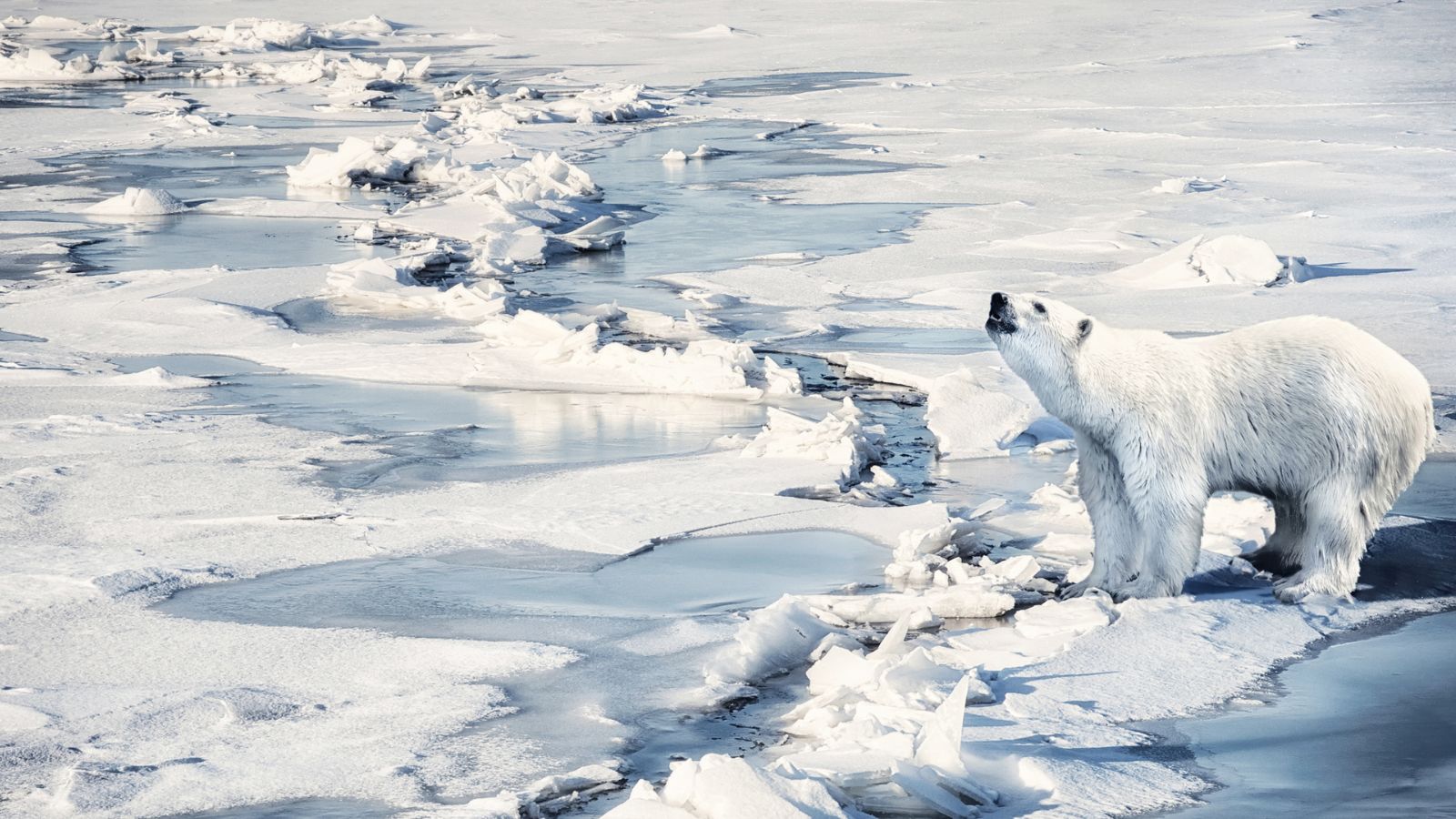 L’importanza dell'esperimento di ispessimento del ghiaccio marino nell'Artico condotto a Cambridge Bay