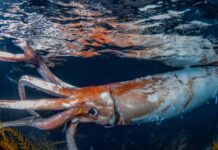 Segui il viaggio del Calamaro Gigante dalla profondità degli abissi fino al porto neozelandese