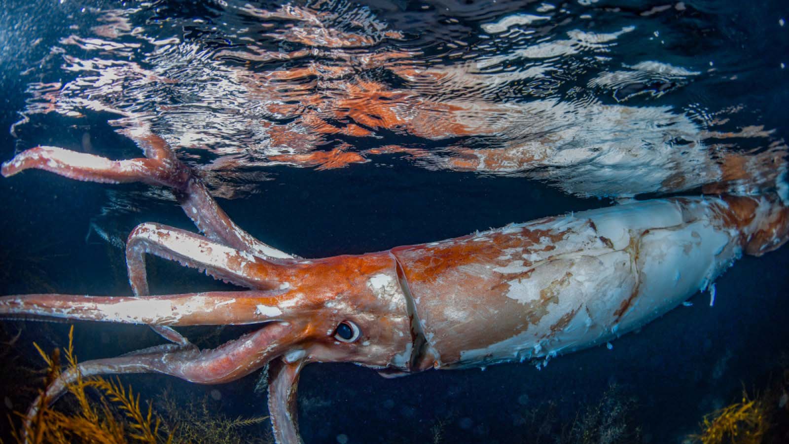 Segui il viaggio del Calamaro Gigante dalla profondità degli abissi fino al porto neozelandese