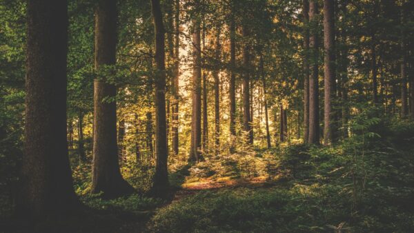 In Inghilterra ritrovati i fossili della foresta più antica di sempre
